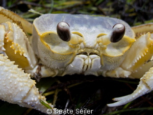Sand crab by Beate Seiler 